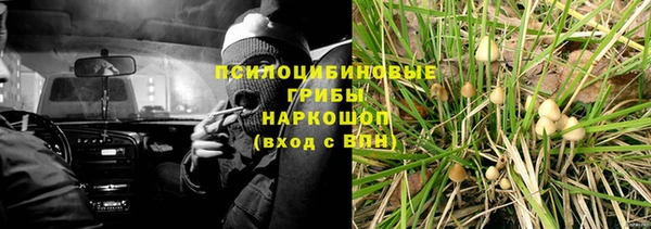 шишки Белокуриха